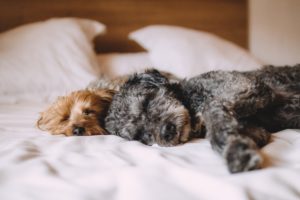 Snuggly dogs to help you recover from endometriosis surgery